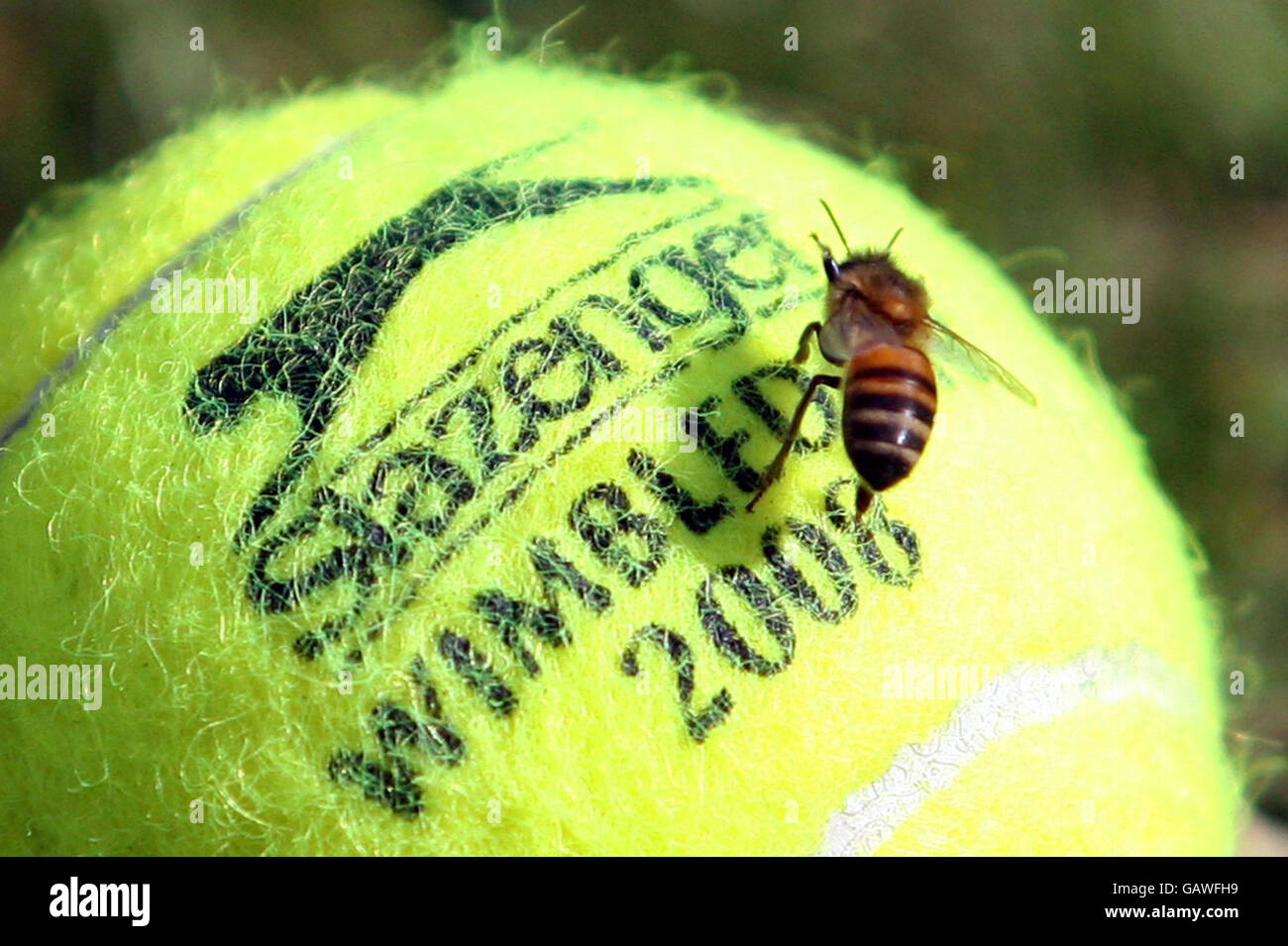 A general view of a Honey bee on a tennis ball ahead of the 2008 Wimbledon  Championships at The All England Lawn Tennis Club, Wimbledon, London Stock  Photo - Alamy