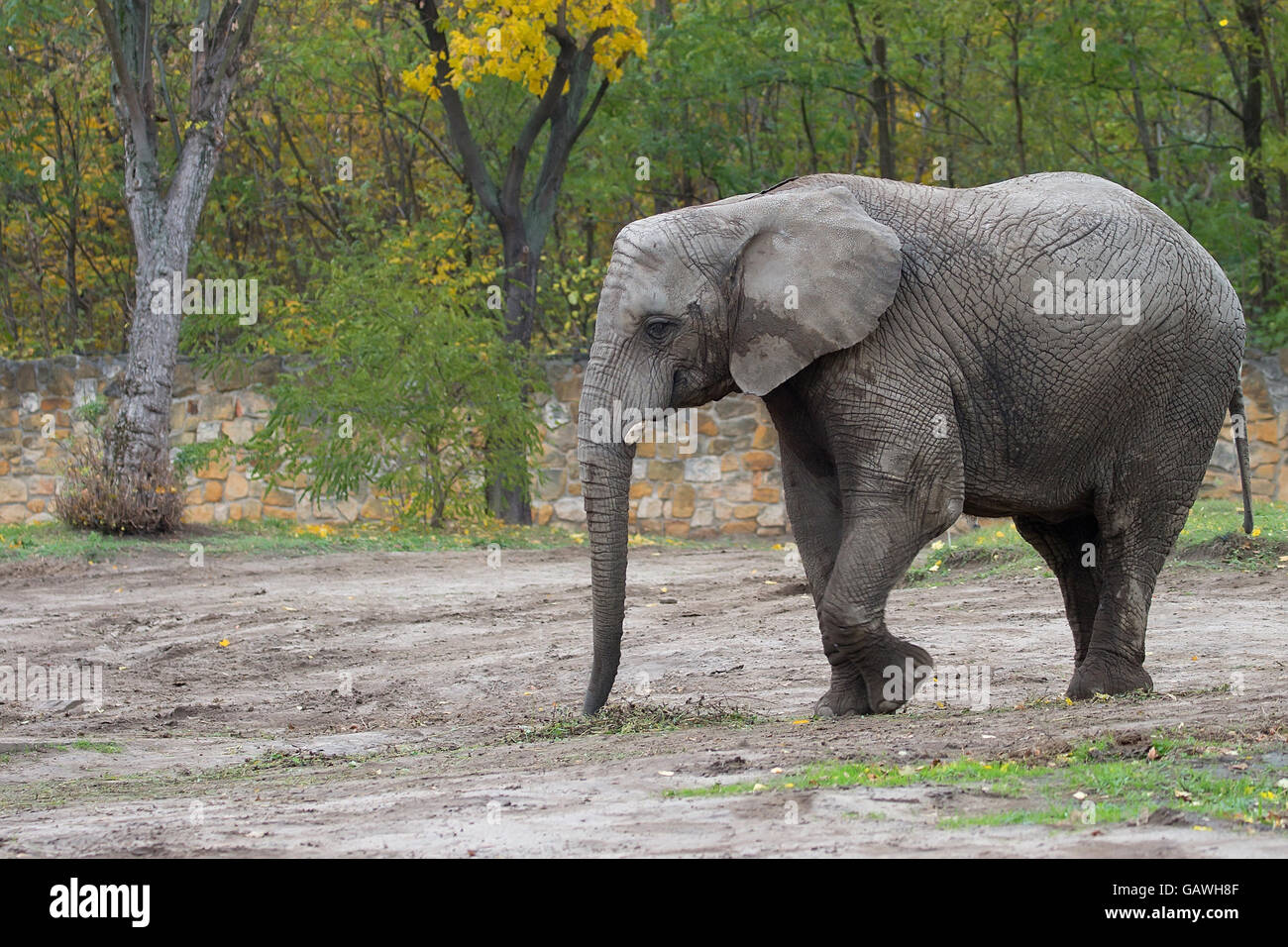 Elephant in a clearing Stock Photo