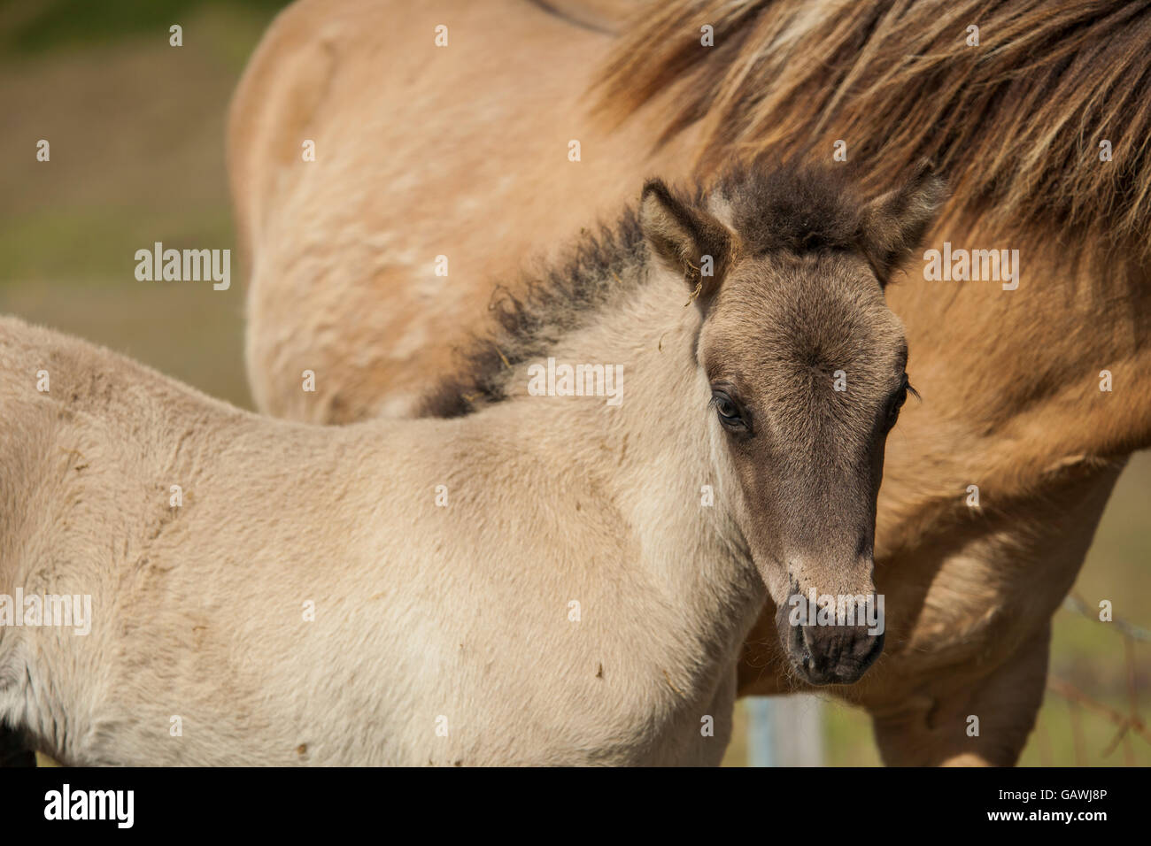 Icelandic horse foal Stock Photo Alamy