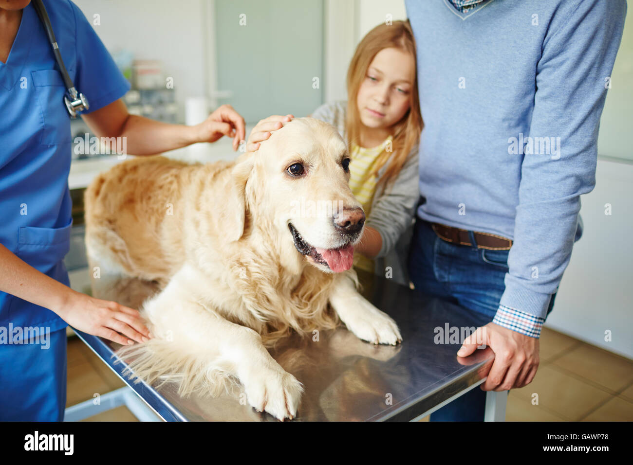 Bringing dog for checkup Stock Photo