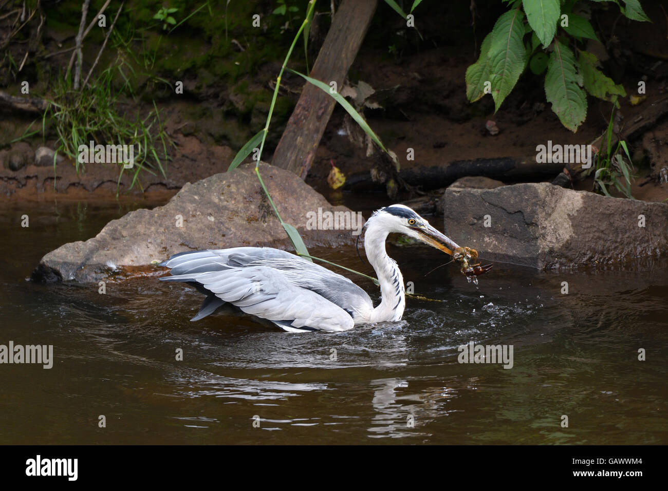 Manchester  UK  5th July 2016 After a long wait  a heron finally catches its food in the River Mersey between Didsbury and Northenden in South Manchester Credit:  John Fryer/Alamy Live News Stock Photo