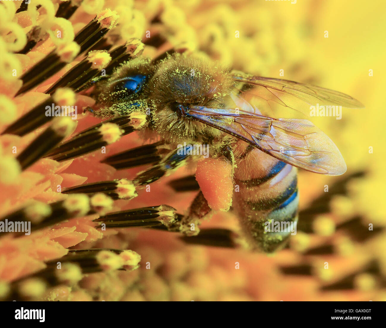 Dust Flies High Resolution Stock Photography and Images - Alamy