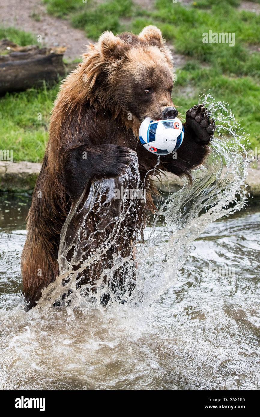 Hamburg, Germany. 7th July, 2016. Kamtschatka bear Masha bites a football in the water of her animal enclosure at animal park Hagenbeck in Hamburg, Germany, 7 July 2016. The German national soccer team plays against France in the semifinal of the European Soccer Championship on 7 July 2016. Photo: Lukas Schulze/dpa/Alamy Live News Stock Photo