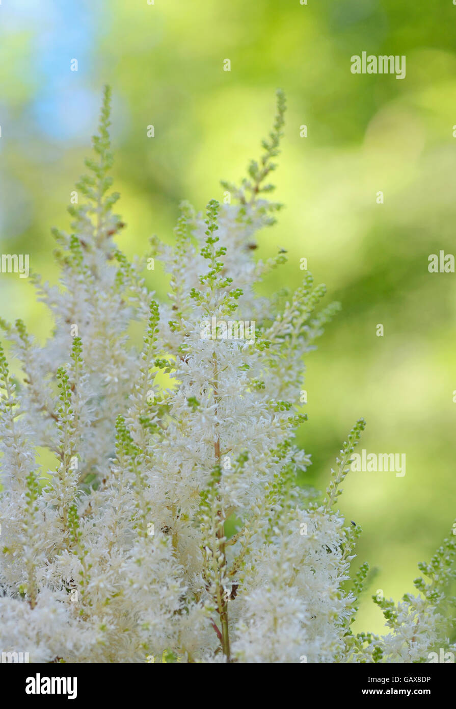 White Astilbe flowers in garden Stock Photo