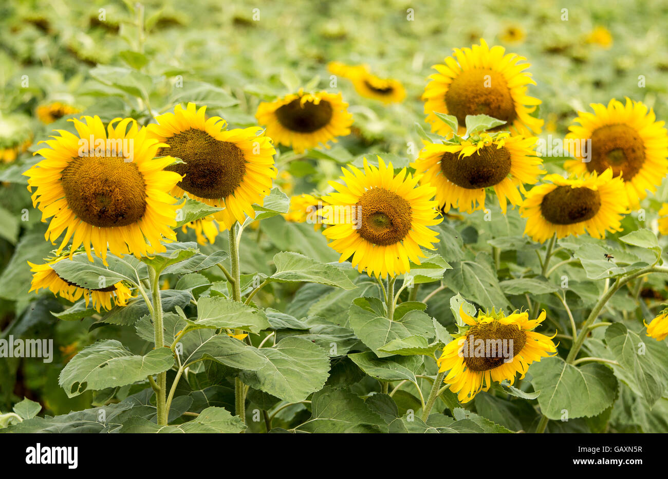 sunflower on field background Stock Photo - Alamy