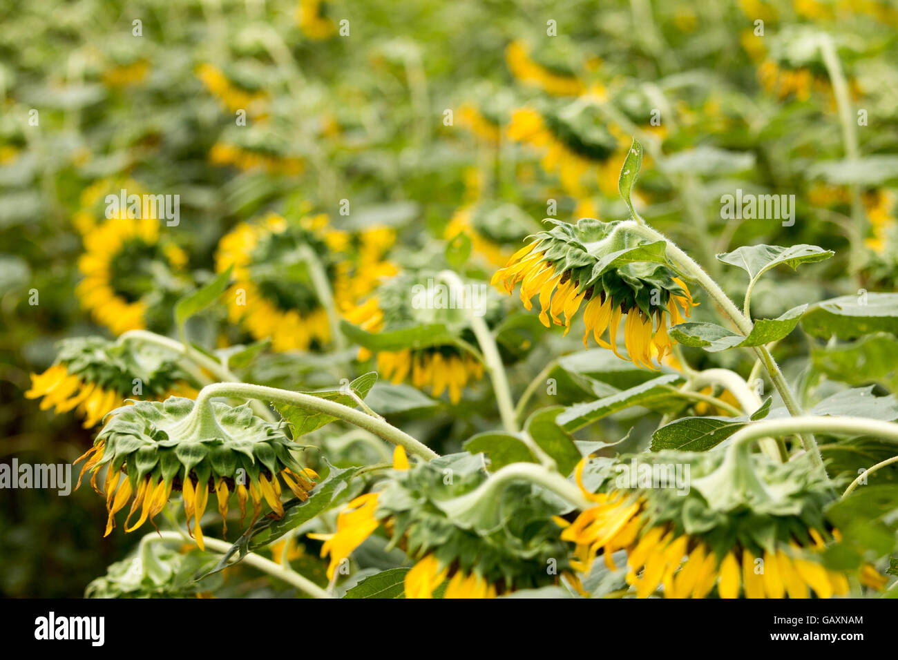 sunflower on field background Stock Photo - Alamy
