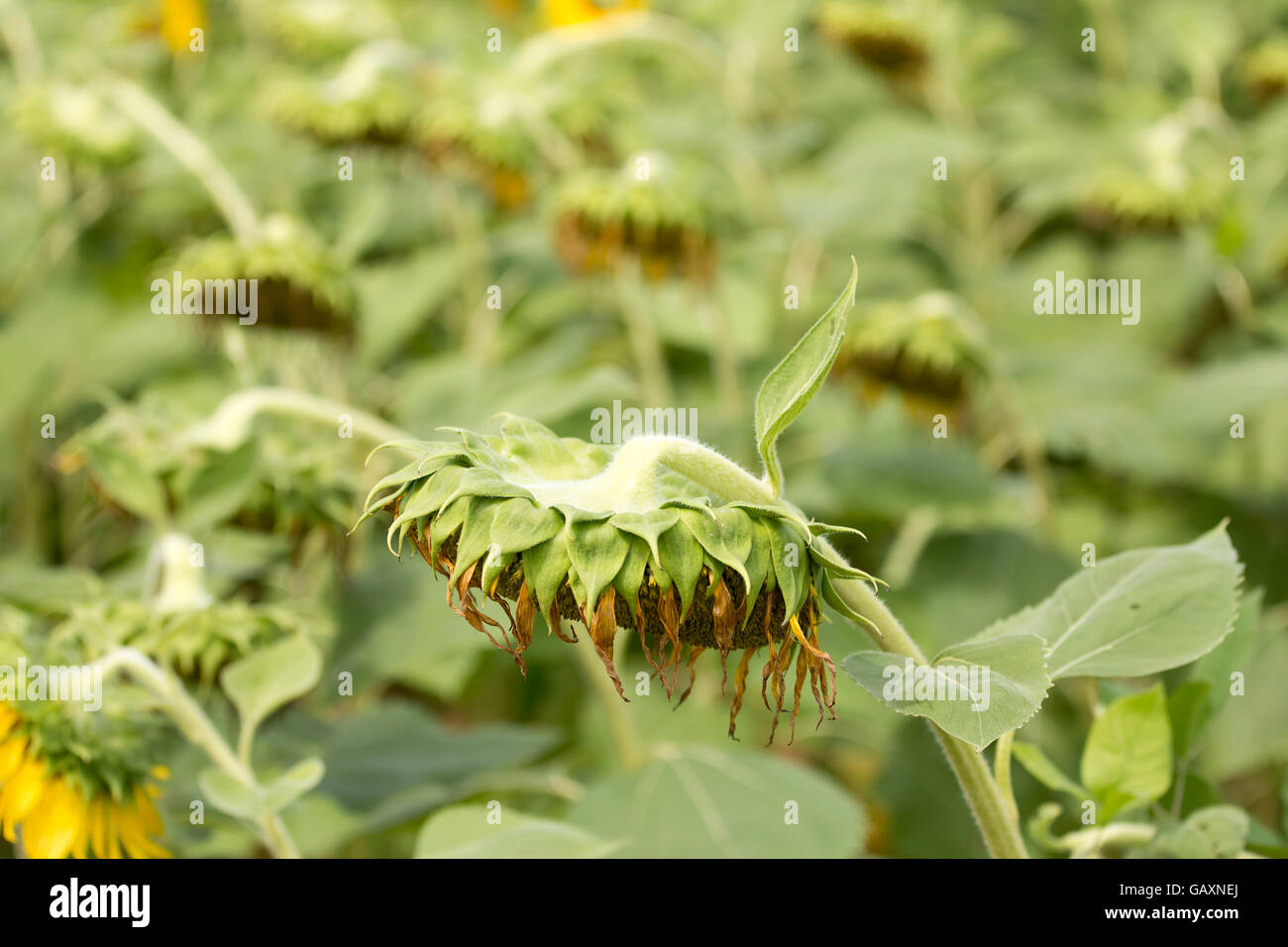sunflower on field background Stock Photo - Alamy