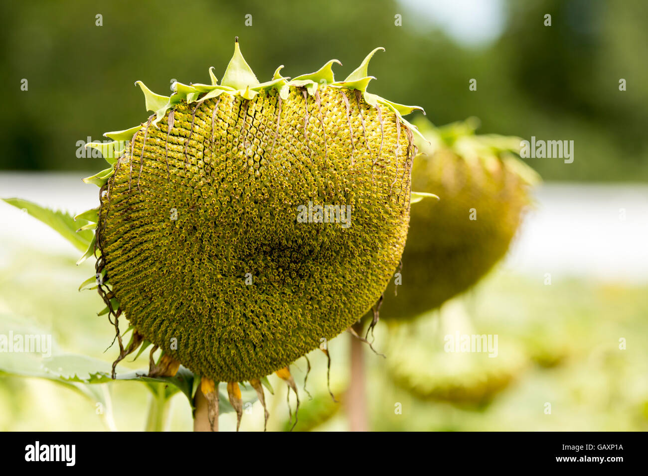 sunflower on field background Stock Photo