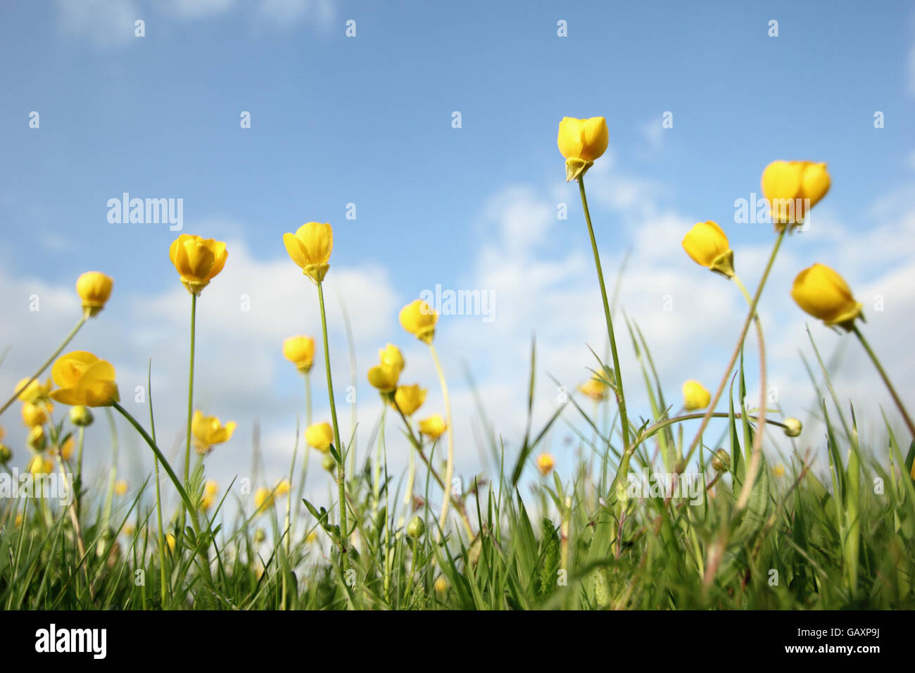 Meadow buttercups (anunculus acris) grow in undisturbed grassland, England UK Stock Photo