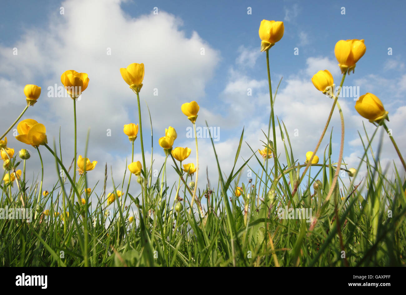 Meadow buttercups (anunculus acris) grow in undisturbed grassland, England UK Stock Photo