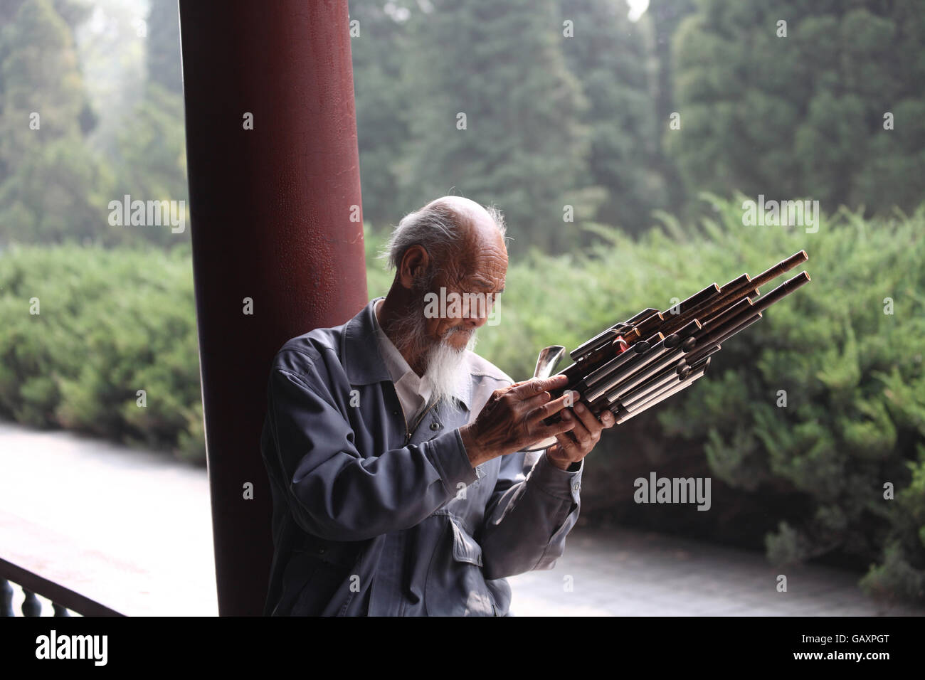 An old Chinese  man with a white beard examines his Sheng or yu which is a Chinese mouth blown free reed wind instrument Stock Photo