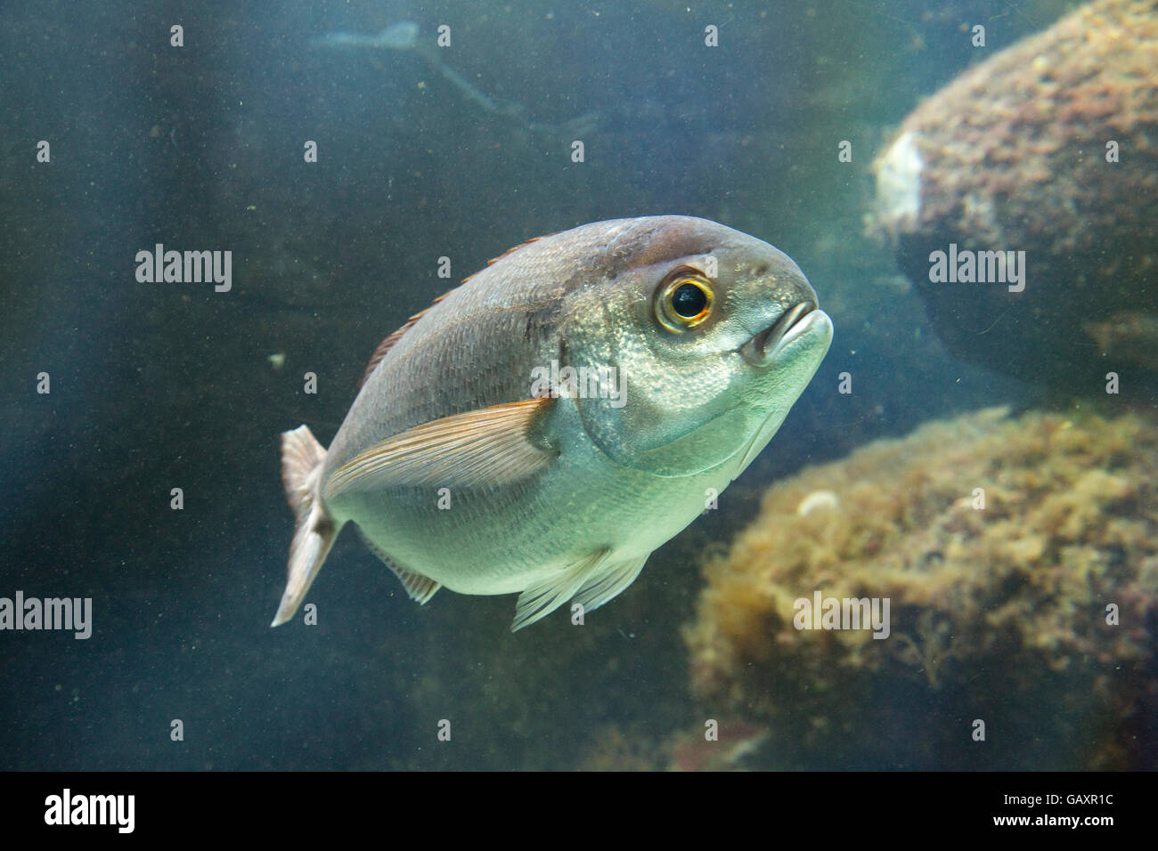 714 Rose Fish Stock Photos, High-Res Pictures, and Images - Getty Images