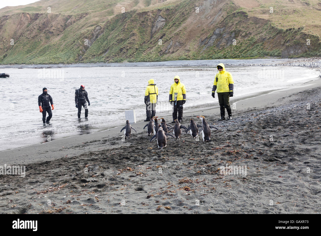 Expedition crew with royal penguins at Macquarie Island, Australian Subantarctic Stock Photo