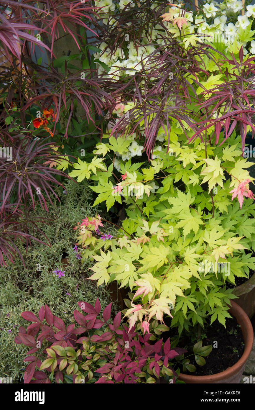Acer. Potted Japanese maple trees in a small garden space. Cotswolds, England Stock Photo