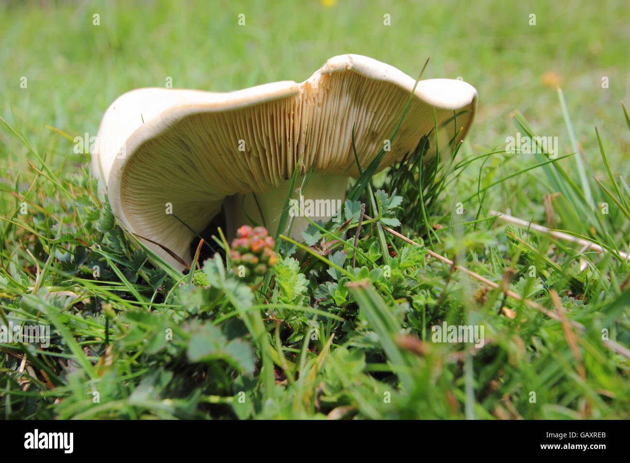 Edible wild mushroom uk hires stock photography and images Alamy