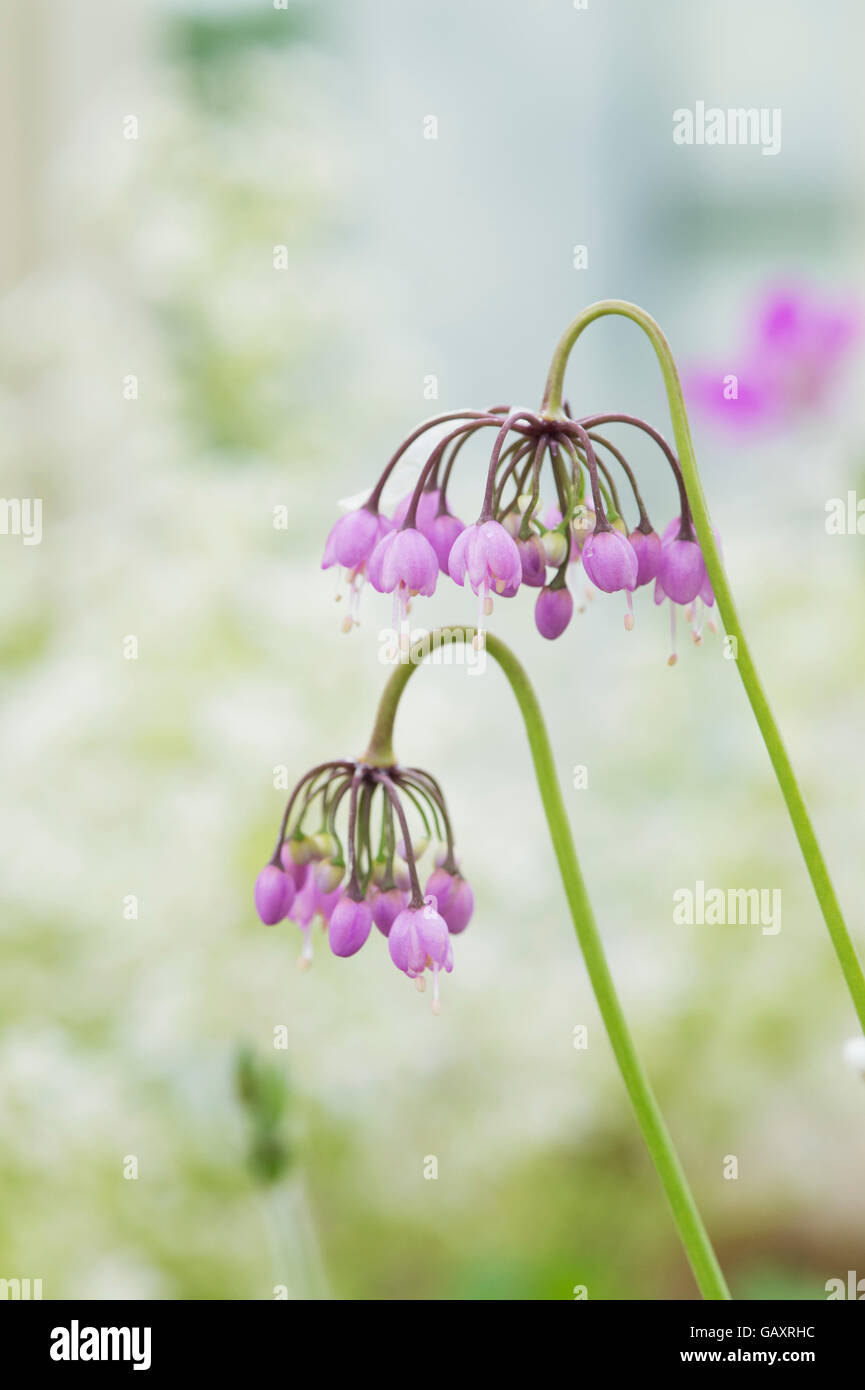 Allium cernuum. Lady's leek flowers Stock Photo
