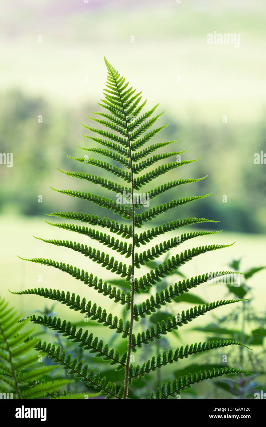 Bracken / fern leaf in the English countryside Stock Photo - Alamy