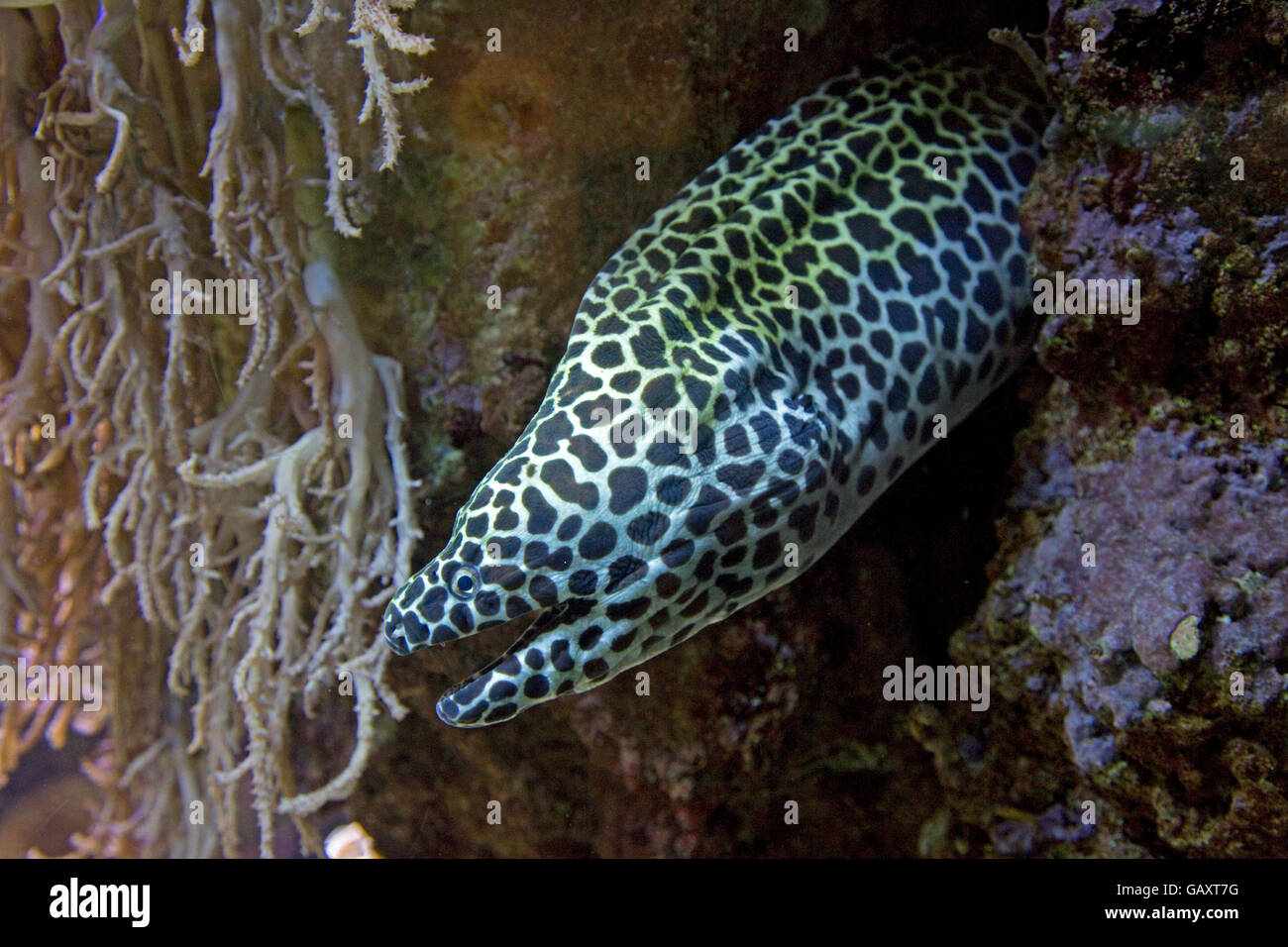 Laced moray eel Oceanarium Brest Franc Stock Photo