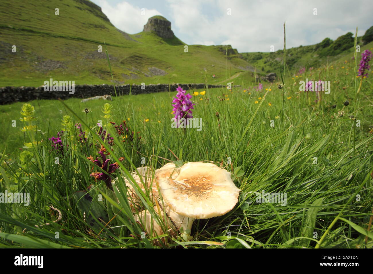 St George's mushroom growing by wild early purple orchids in limestone grassland, Peak District National Park, England UK Stock Photo