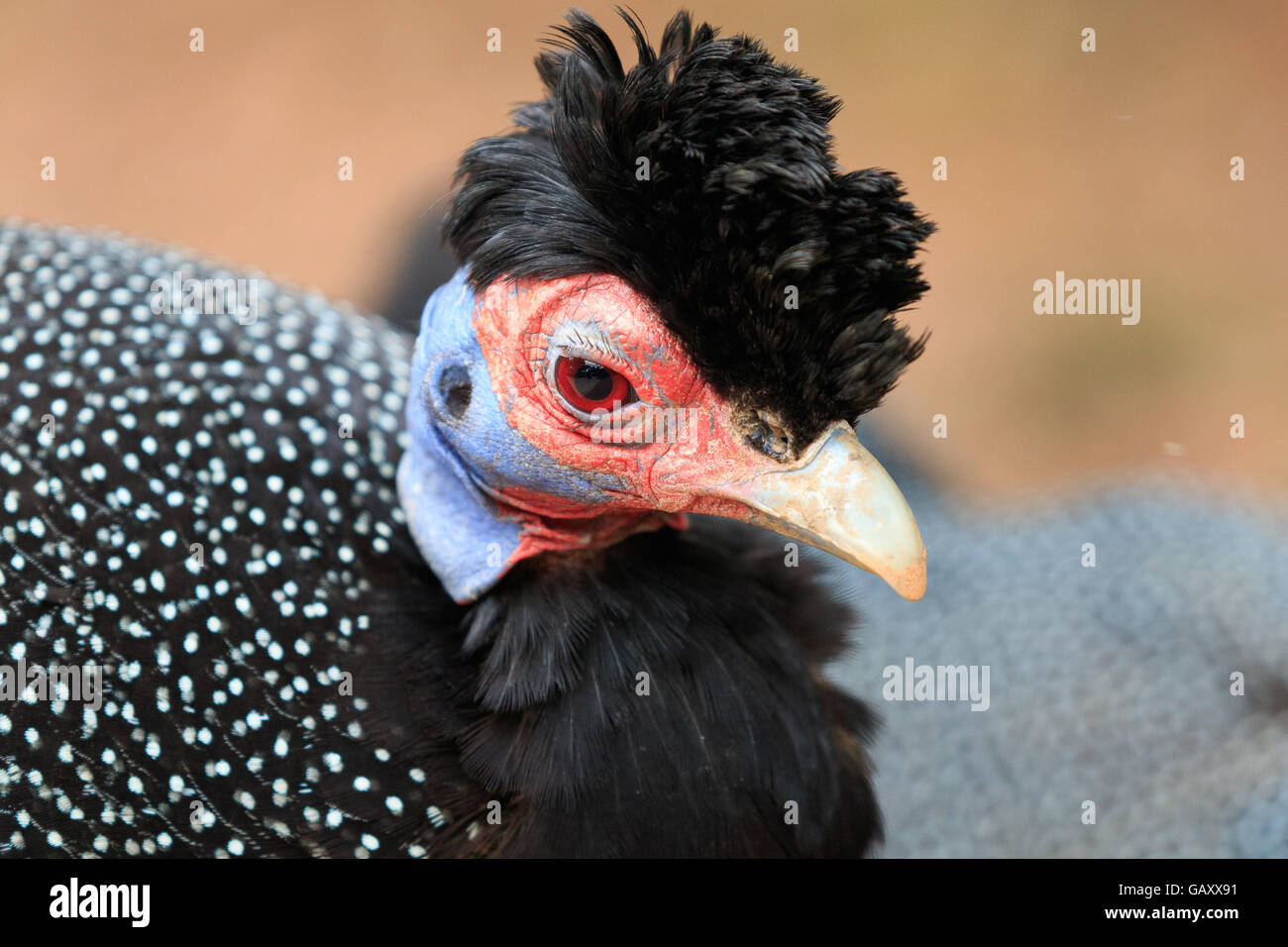 Guinea Fowl Portrait Stock Photo