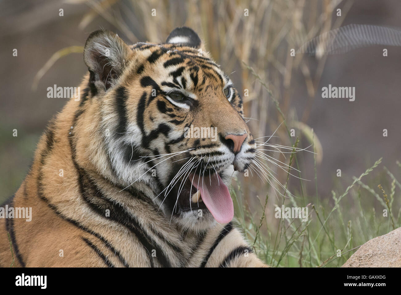 Sumatran Tiger, Panthera Tigris Sumatrae Stock Photo
