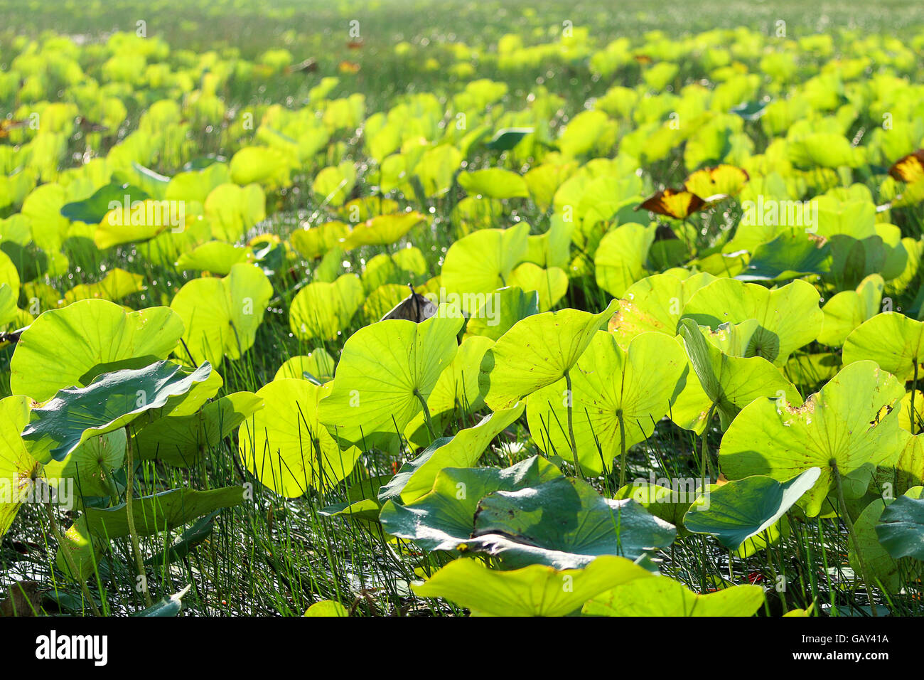 Beautiful lotus leaf background in the lake Stock Photo - Alamy