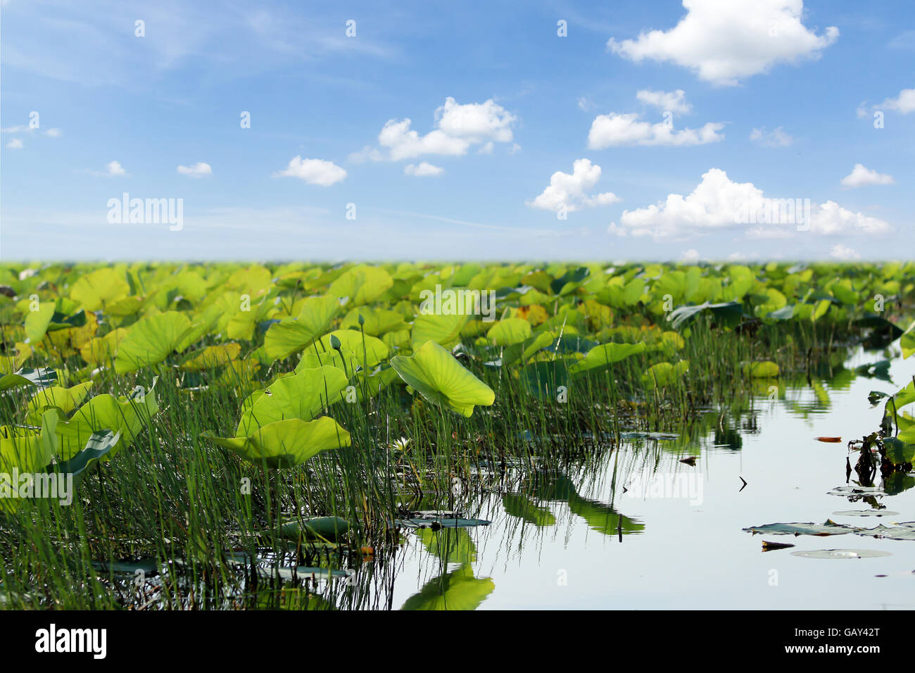 Beautiful lotus leaf background in the lake Stock Photo - Alamy