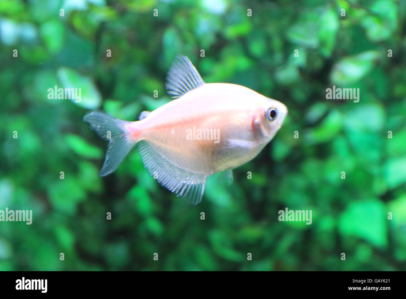 Ruby tetra hi-res stock photography and images - Alamy