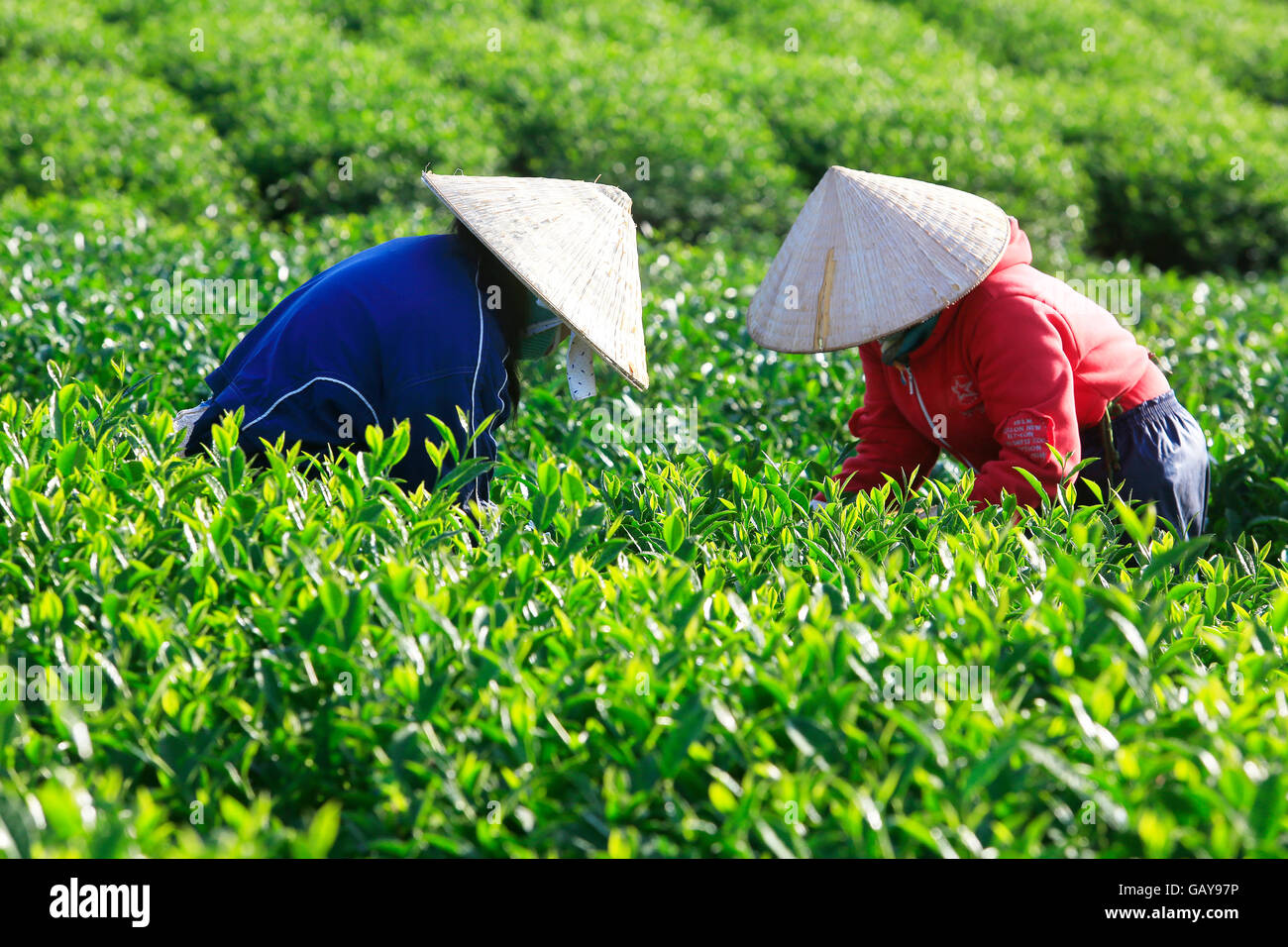 Click Dat Tea A group of farmers picking tea on a summer afternoon in Cau Dat tea ...