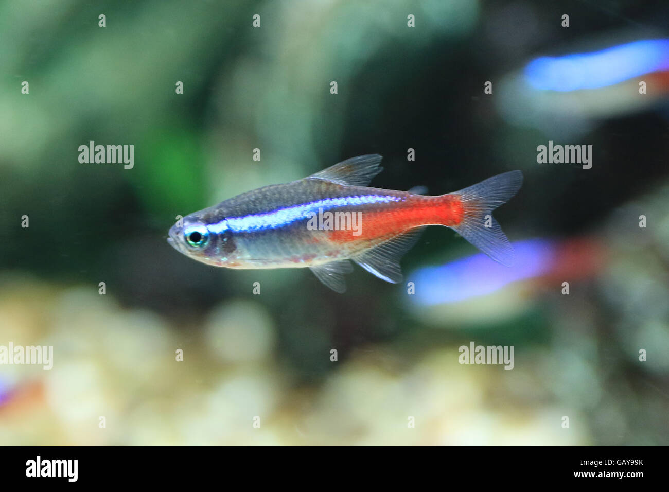 The neon tetra (Paracheirodon innesi) is a freshwater fish of the characin family (family Characidae) of order Characiformes. The type species of its genus, it is native to blackwater or clearwater streams in southeastern Colombia, eastern Peru, and western Brazil, including the tributaries of the Solimões where the water is between 20 and 26 °C (68 and 79 °F).[2] It is not found in the whitewater rivers of Andean origin. Its bright colouring makes the fish visible to conspecifics in the dark blackwater streams,[3] and is also the main reason for its popularity among tropical fish hobbyists. Stock Photo