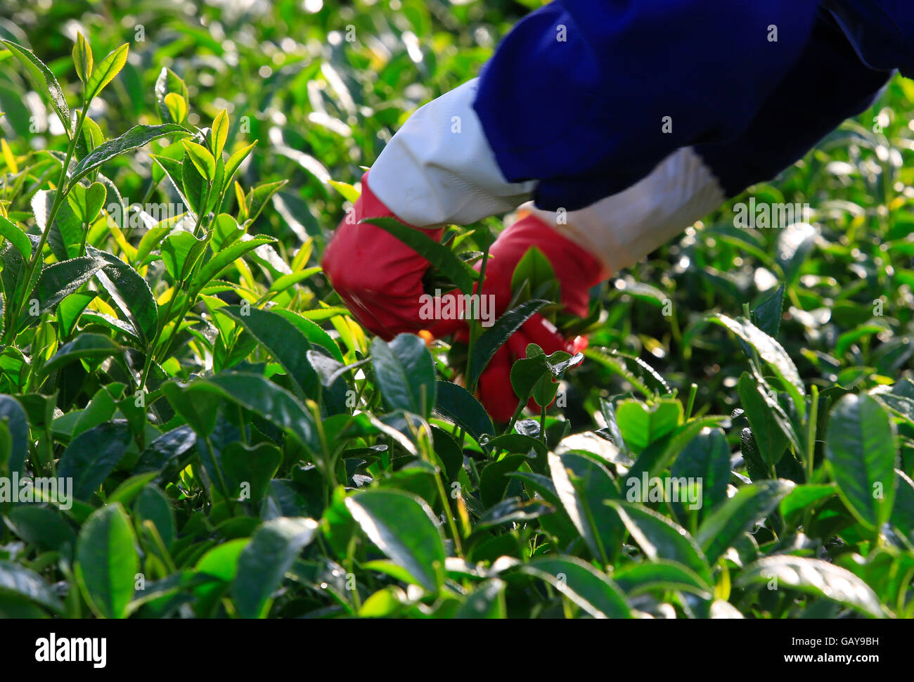 Click Dat Tea Cau dat tea hill hi-res stock photography and images - Alamy