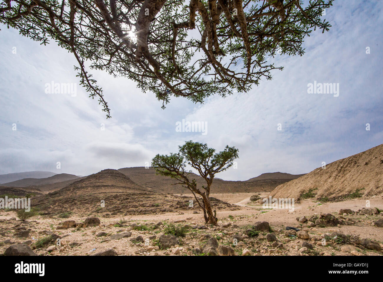 Frankincense trees in Salalah, Oman Stock Photo