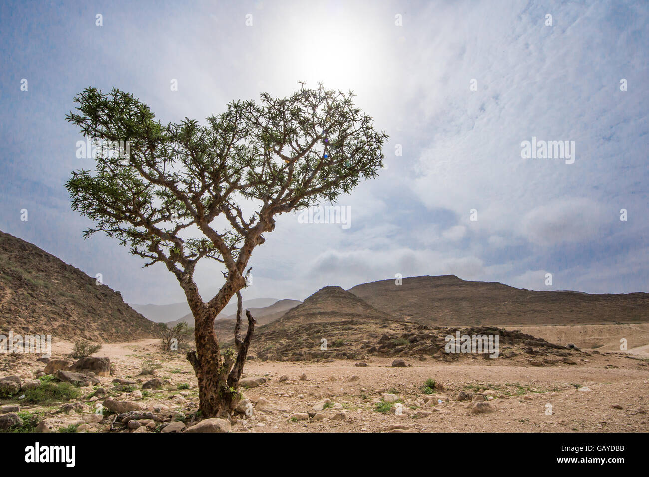 Frankincense trees in Salalah, Oman Stock Photo