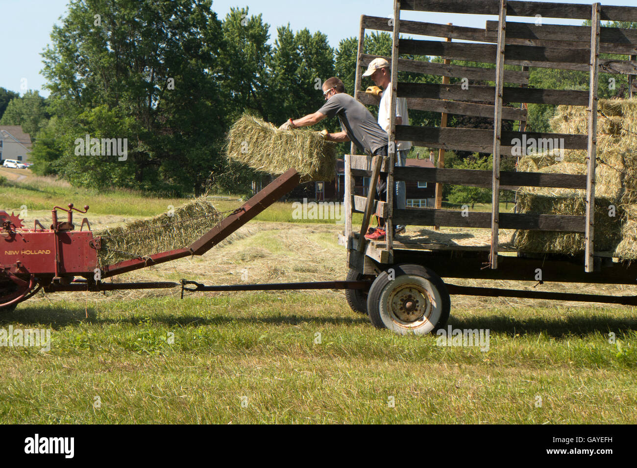 Harvesting hay Stock Photo Alamy