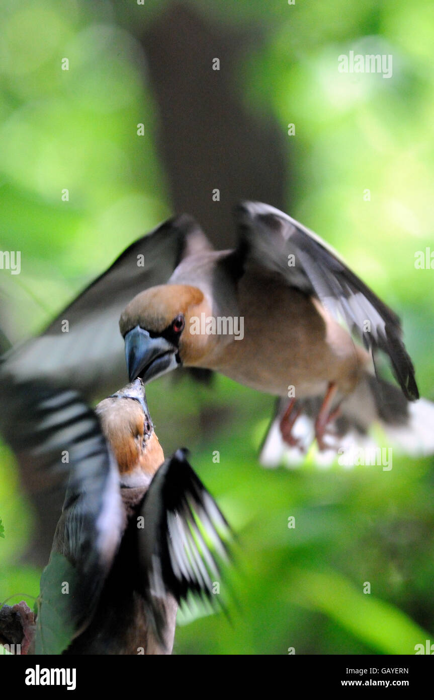 Two male hawfinches (Coccothraustes coccothraustes) battle in flight. Moscow region, Russia Stock Photo