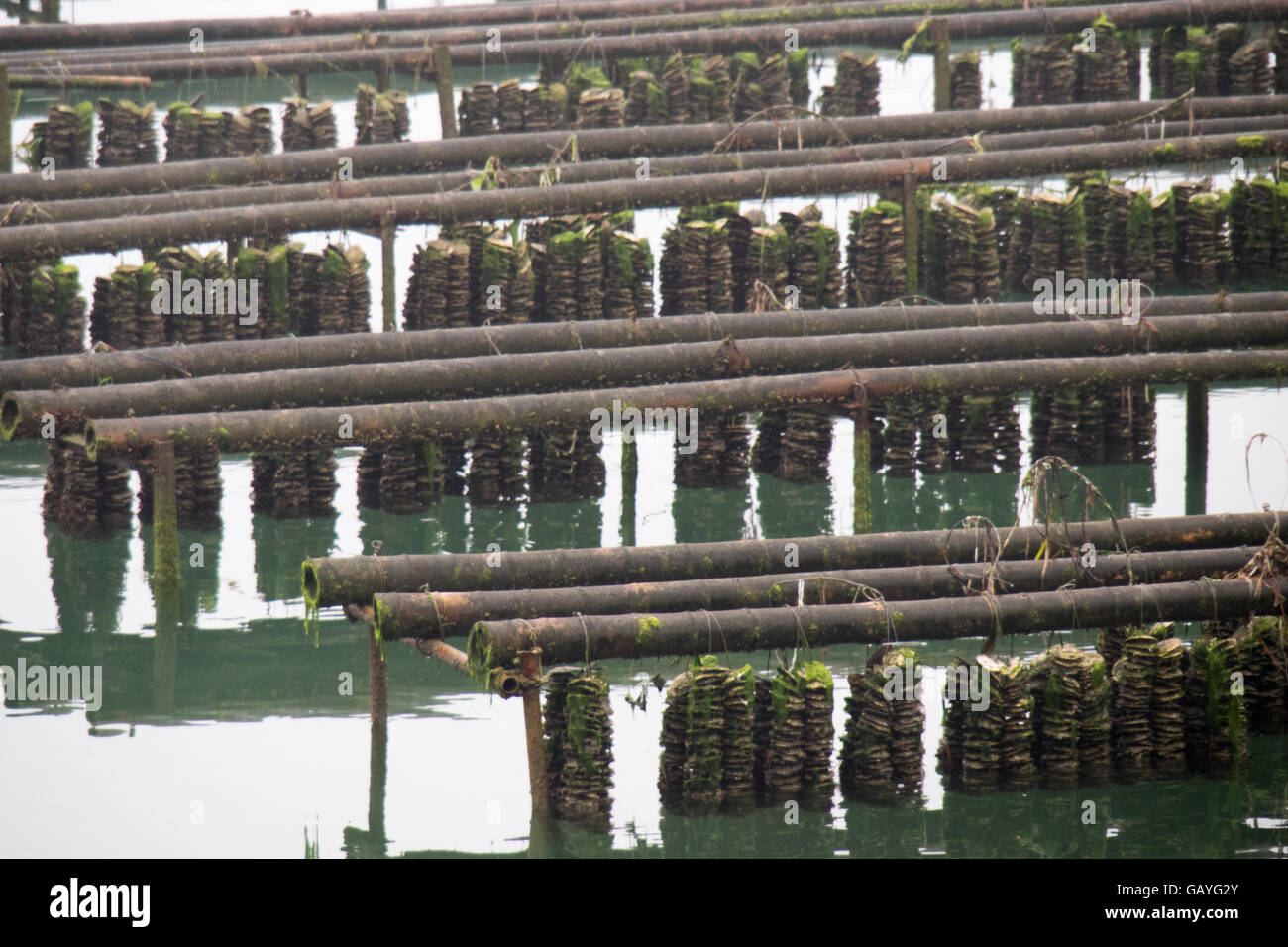 Oyster farming in the Seto Inland Sea, Japan. Stock Photo