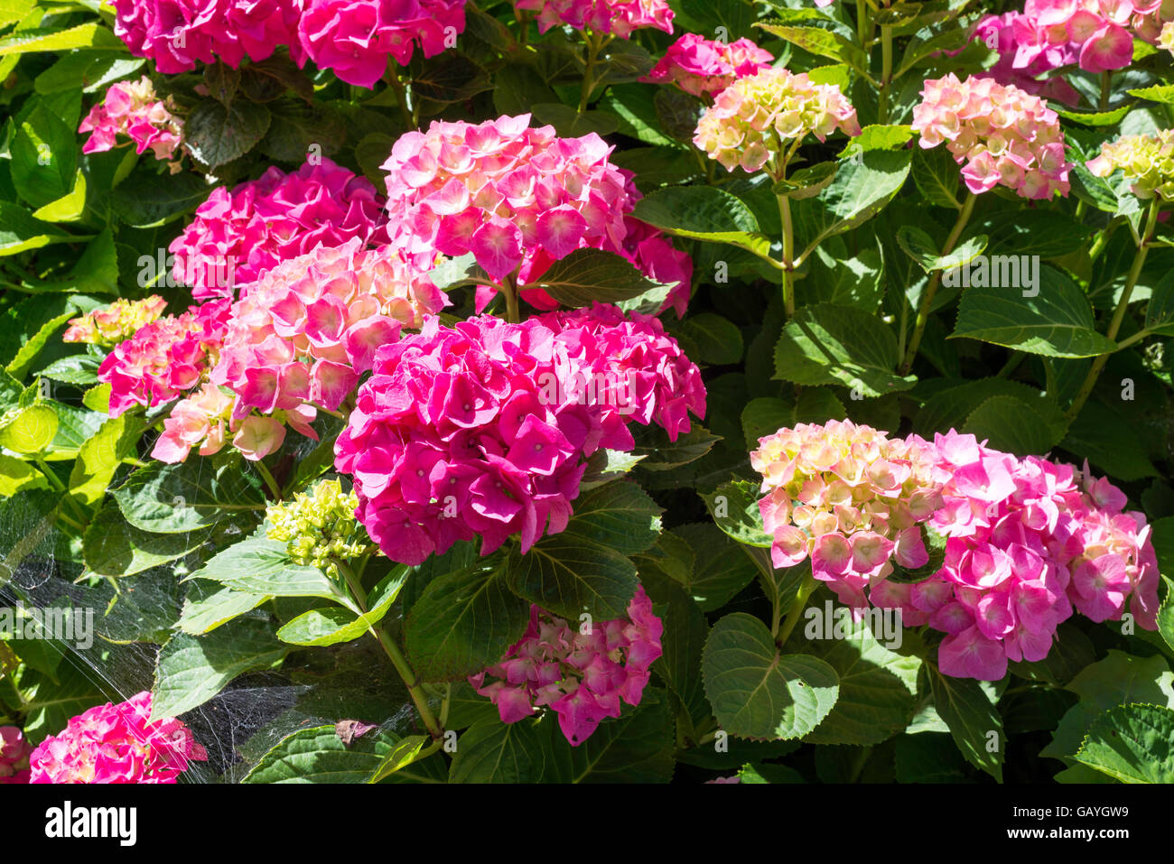 pink hydrangea or hortensia flowers in garden Stock Photo - Alamy