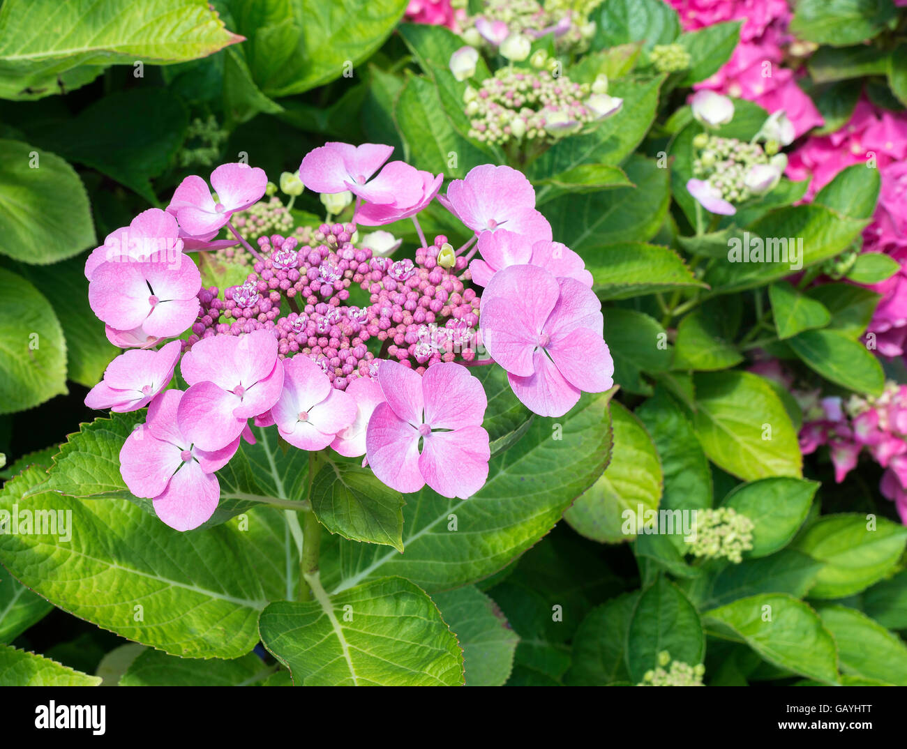 pink Hydrangea macrophylla or hortensia flowers in garden Stock Photo ...