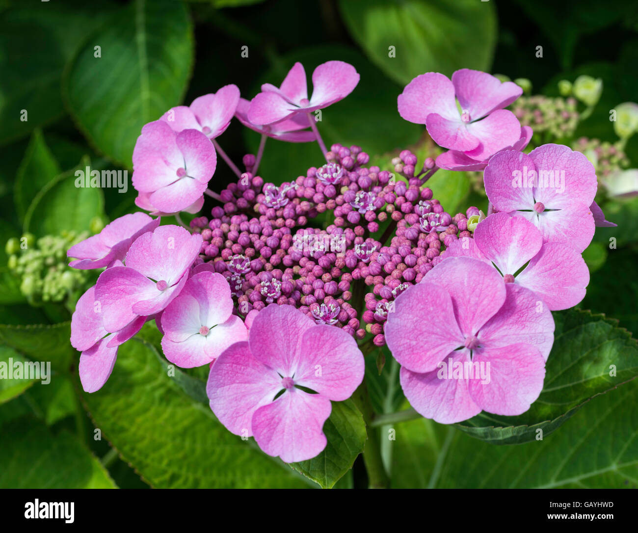 pink Hydrangea macrophylla or hortensia flowers in garden Stock Photo ...