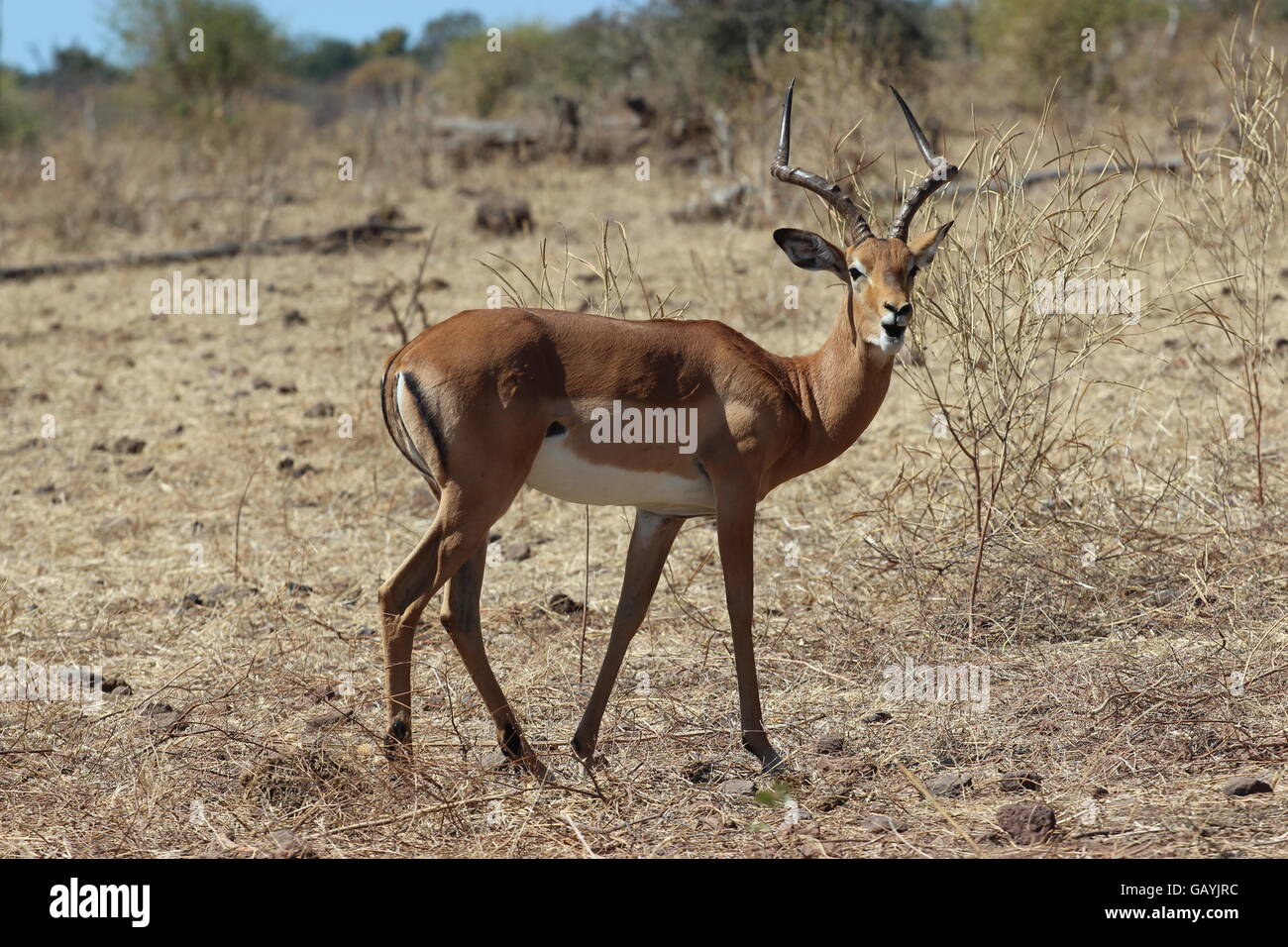Horns of impala hi-res stock photography and images - Alamy
