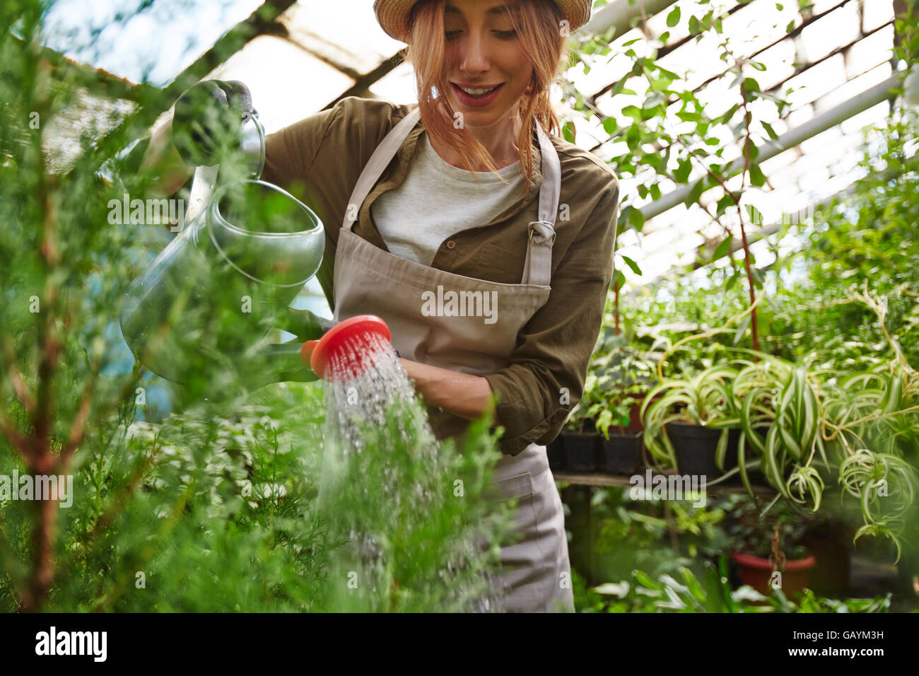 Watering green thuja Stock Photo