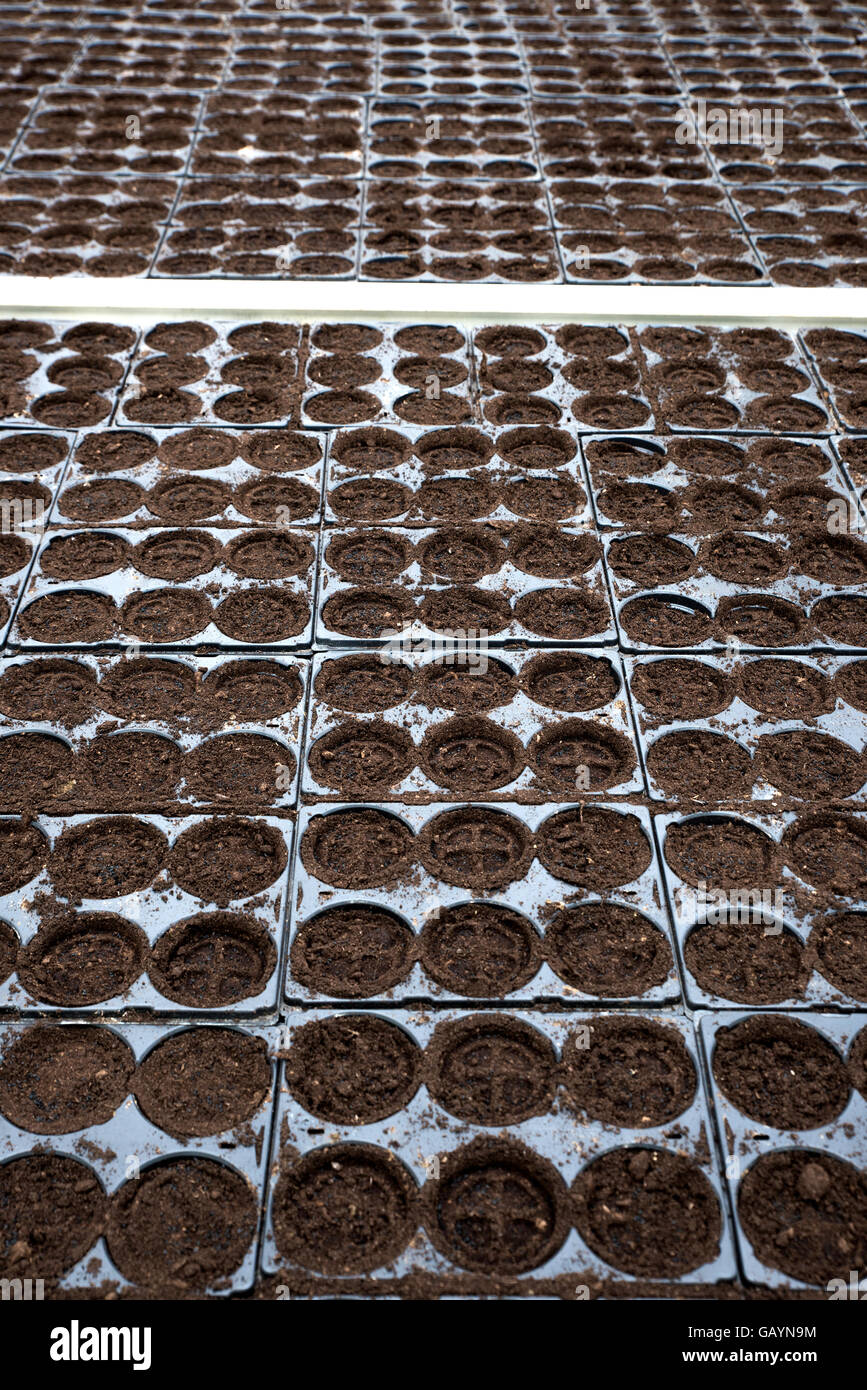 Rows of potted seedlings growing in a greenhouse Stock Photo - Alamy