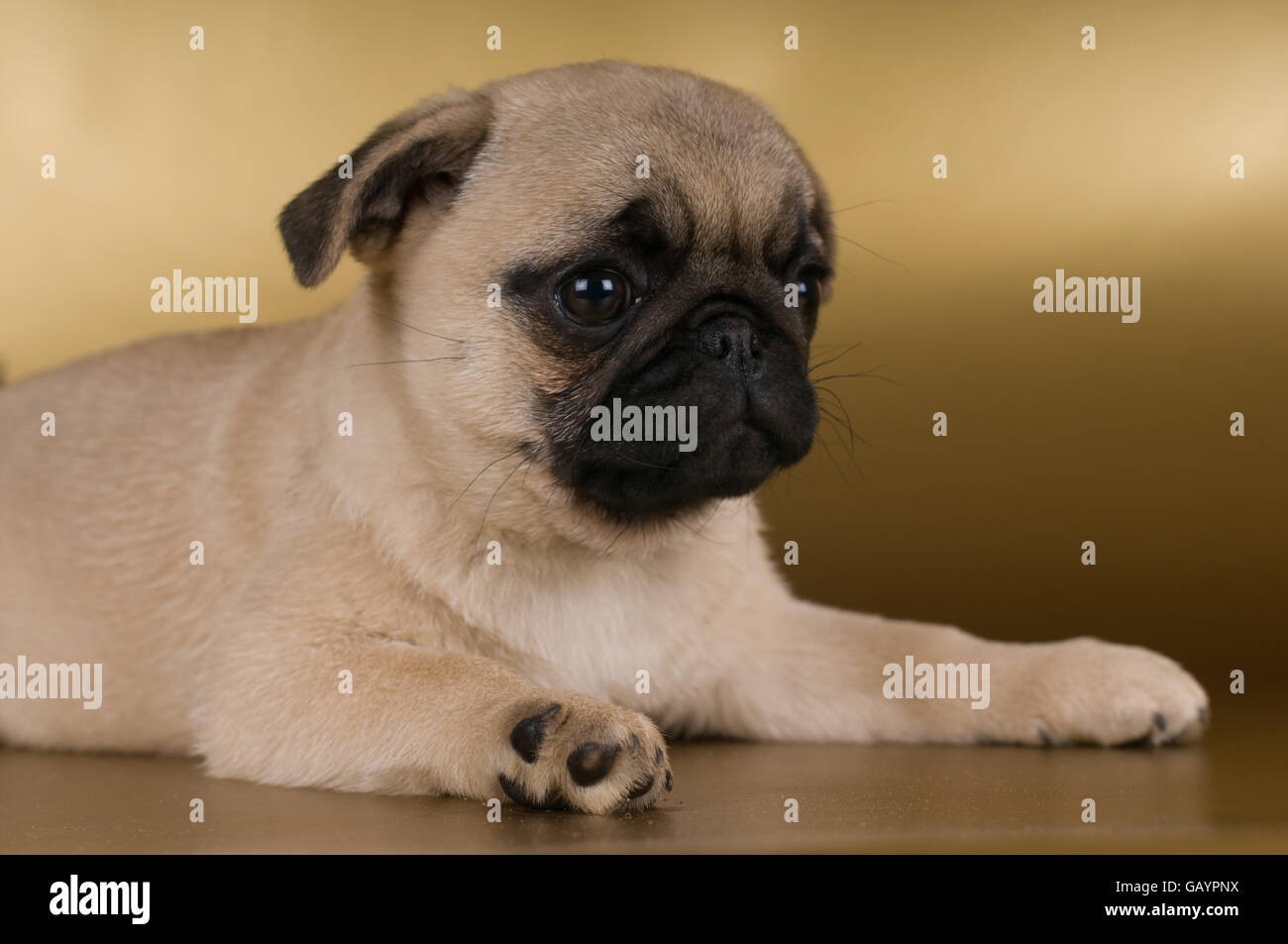 Pug puppy on golden background Stock Photo