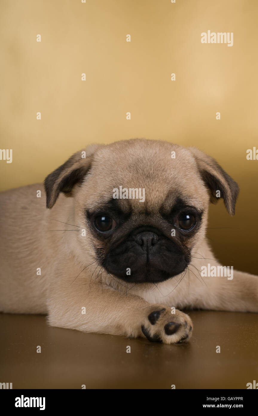 Pug puppy on golden background Stock Photo