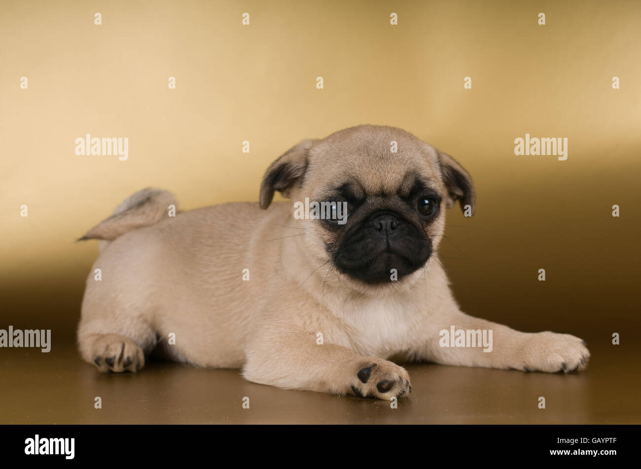 Golden pugs hotsell