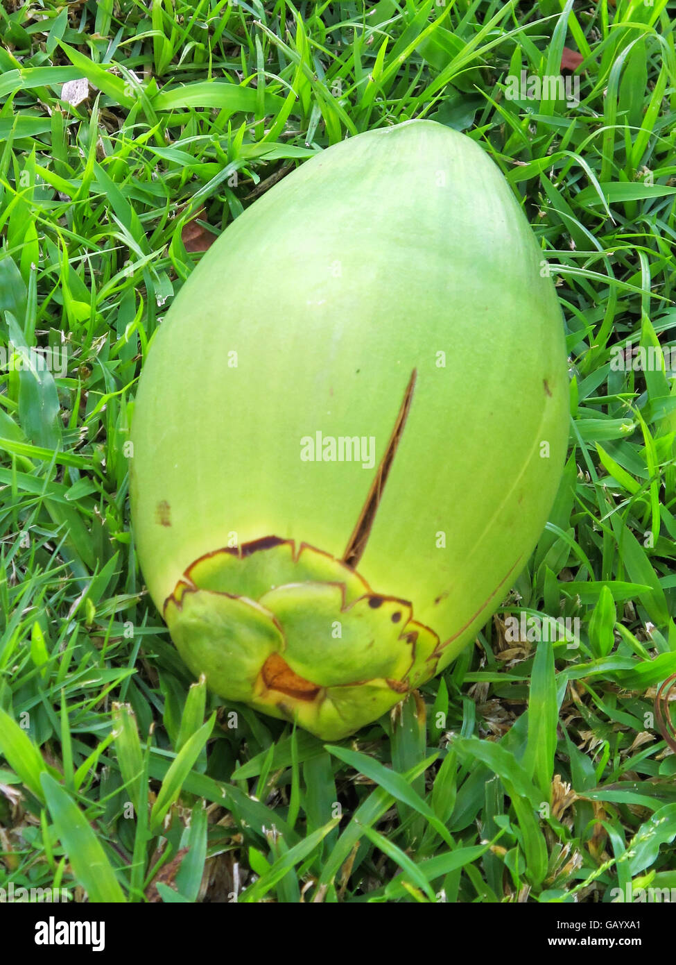 Coco grass hires stock photography and images Alamy