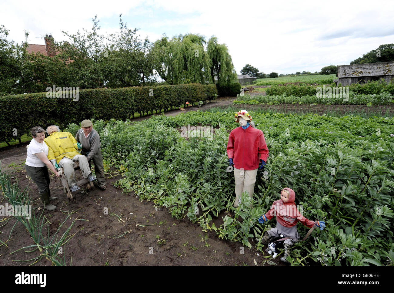 Scarecrows are dressed in their wet weather clothes by the farmers (names not given) in a bid to keep the birds away on this farm near Selby. Stock Photo