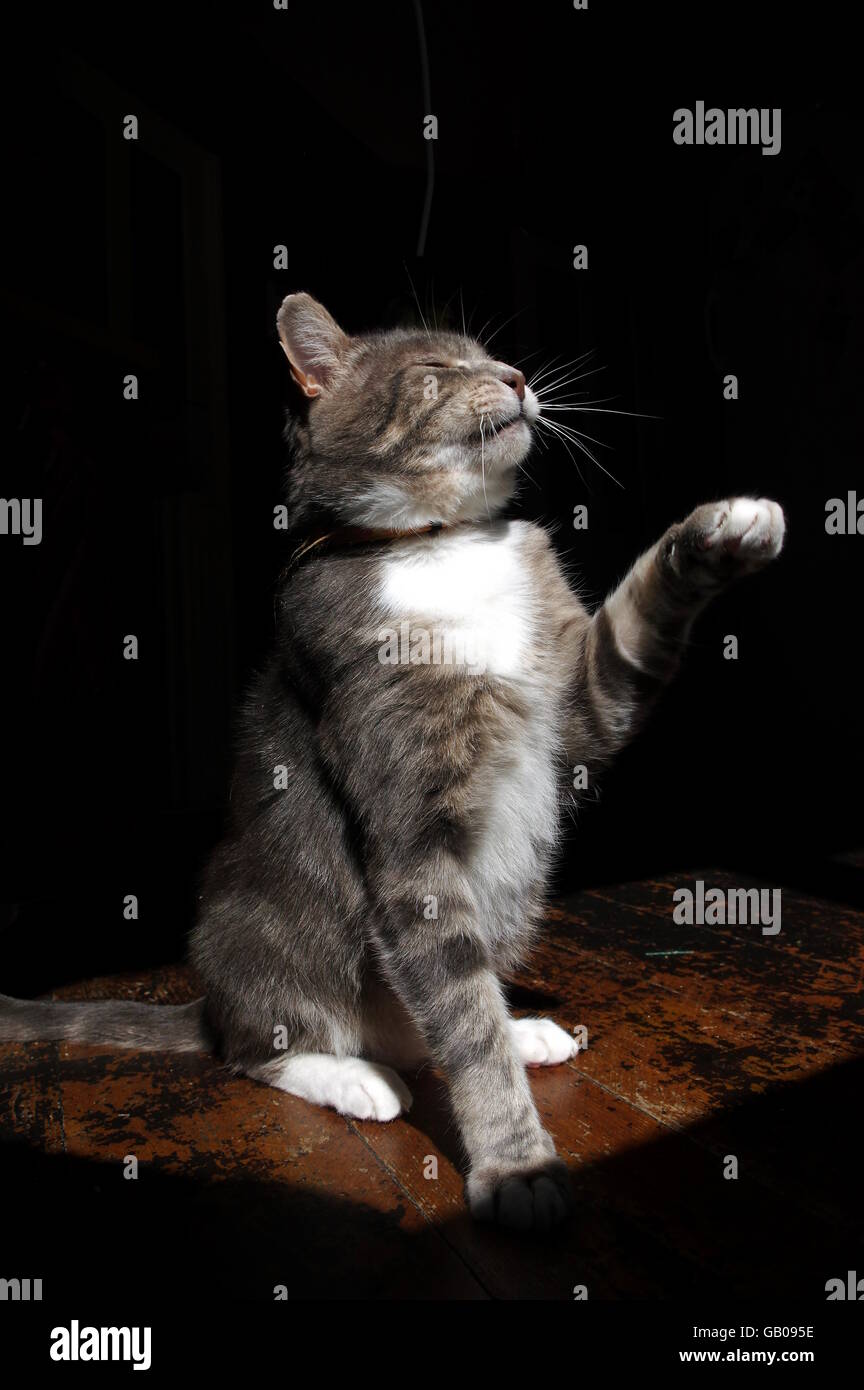 Aloof cat Stock Photo 110030634 Alamy