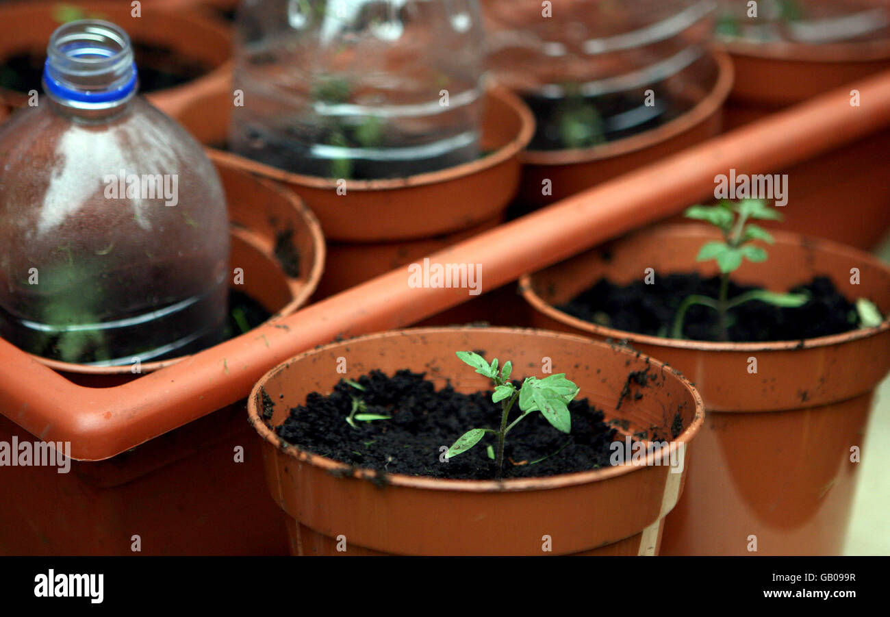 STOCK. Tomato plants growing in a back garden in Harrow, Middlesex Stock Photo