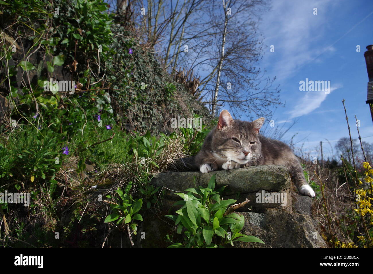 Tabby cat lying in garden Stock Photo - Alamy